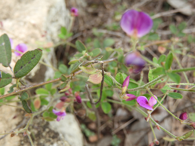 Lespedeza texana (Texas lespedeza) #89111