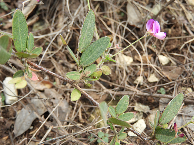 Lespedeza texana (Texas lespedeza) #89112