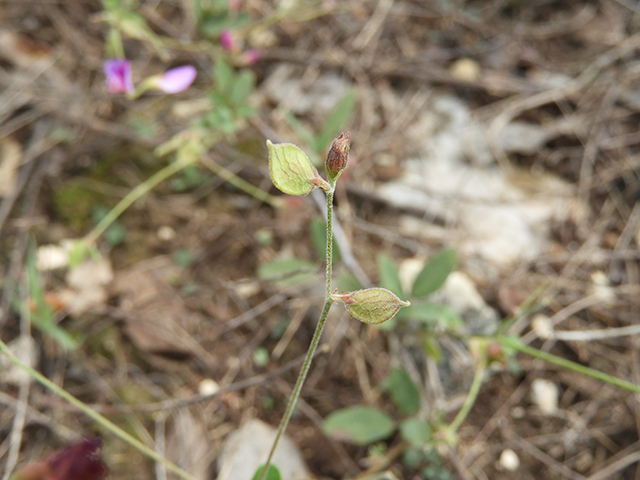 Lespedeza texana (Texas lespedeza) #89113