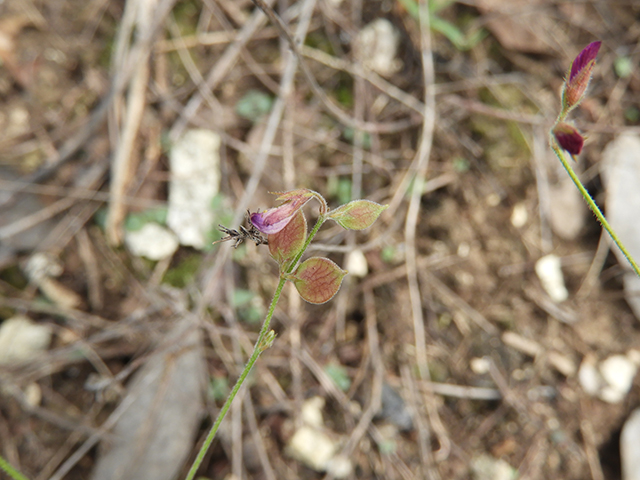 Lespedeza texana (Texas lespedeza) #89114