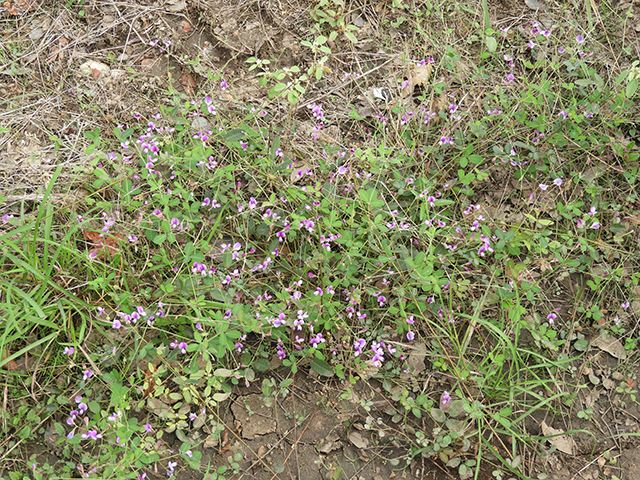 Lespedeza texana (Texas lespedeza) #89115