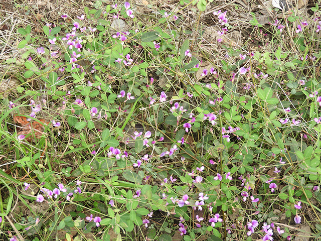 Lespedeza texana (Texas lespedeza) #89116