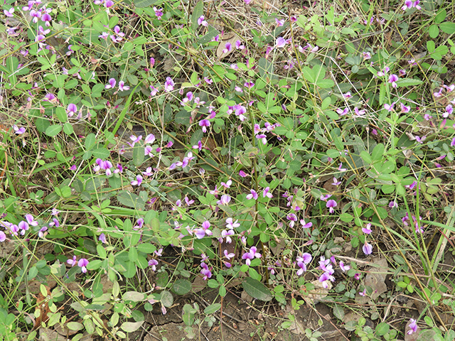 Lespedeza texana (Texas lespedeza) #89117