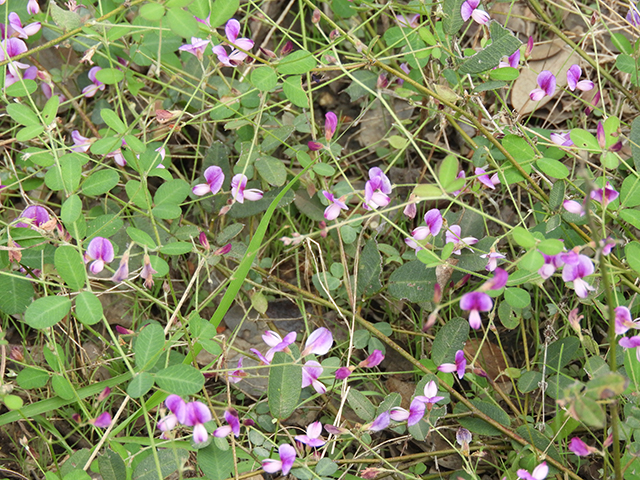 Lespedeza texana (Texas lespedeza) #89118