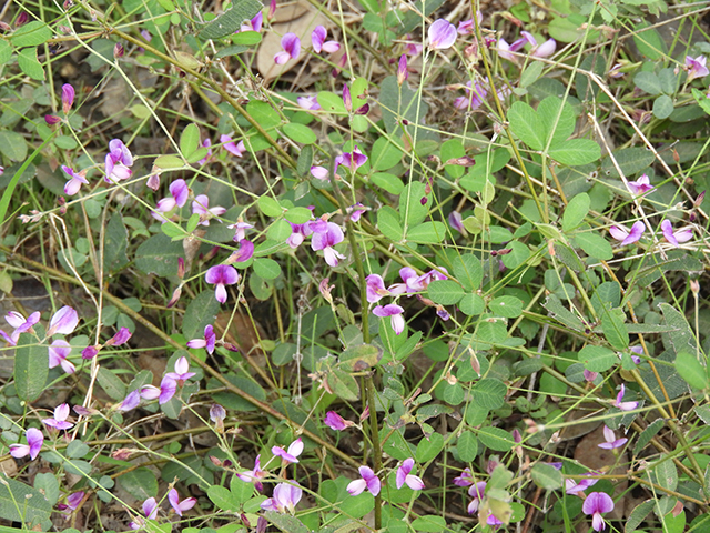 Lespedeza texana (Texas lespedeza) #89119