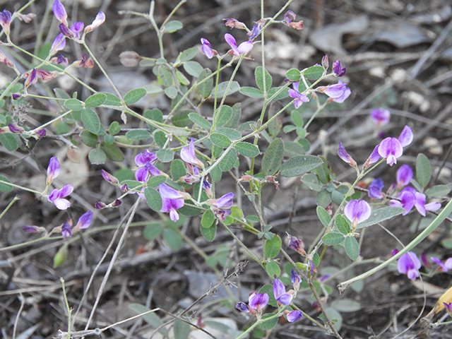 Lespedeza texana (Texas lespedeza) #89120