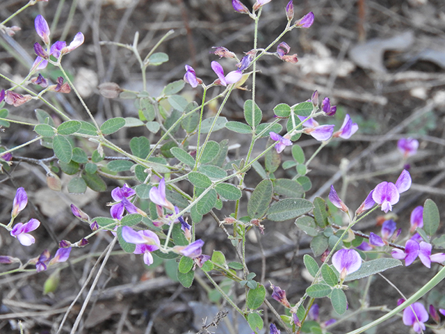 Lespedeza texana (Texas lespedeza) #89122