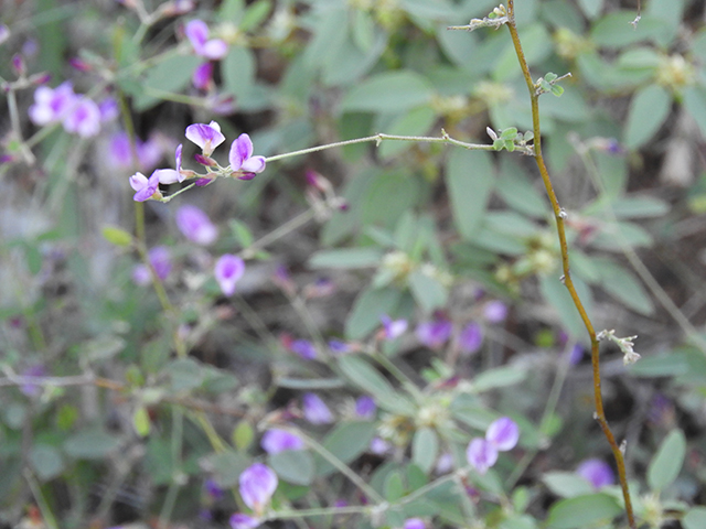 Lespedeza texana (Texas lespedeza) #89123