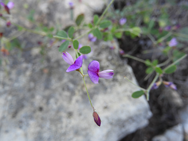 Lespedeza texana (Texas lespedeza) #89125