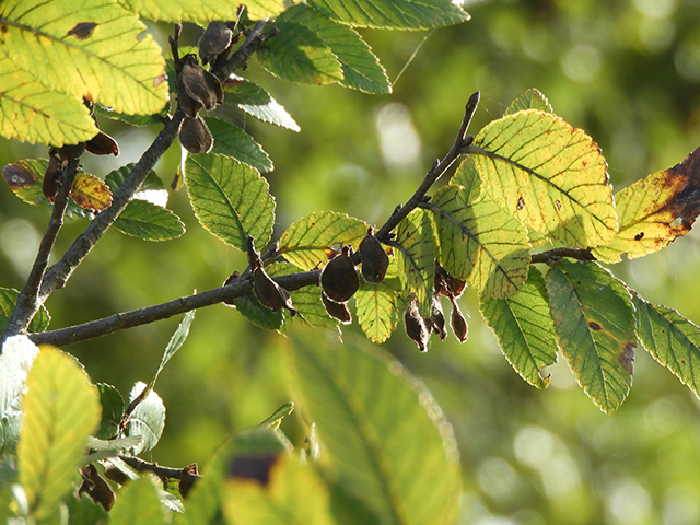 Ulmus crassifolia (Cedar elm) #89186