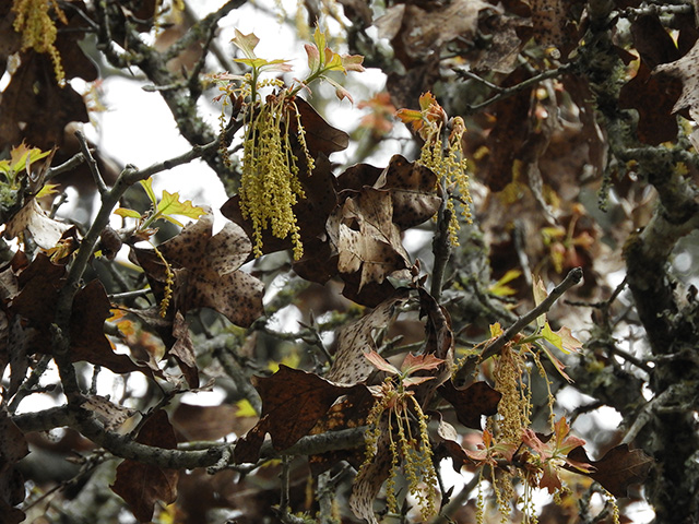 Quercus marilandica (Blackjack oak) #89317