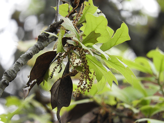 Quercus marilandica (Blackjack oak) #89321