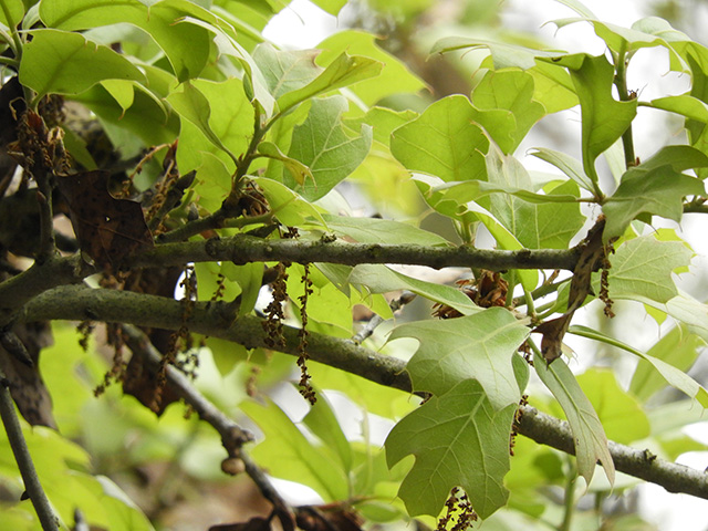 Quercus marilandica (Blackjack oak) #89322