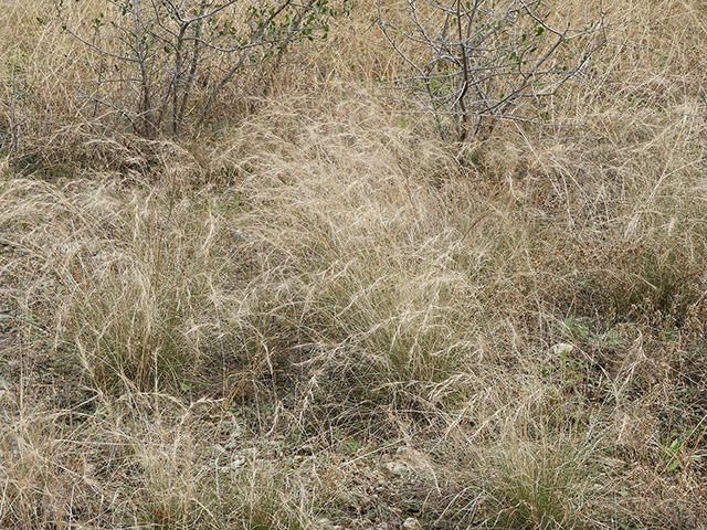 Aristida purpurea var. nealleyi (Blue threeawn) #89337