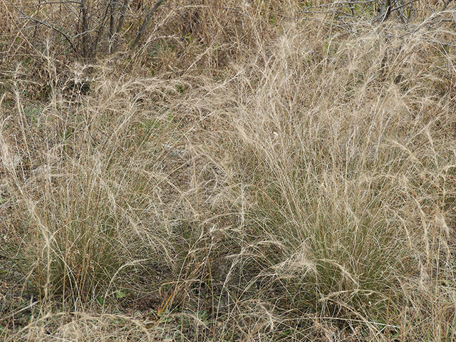 Aristida purpurea var. nealleyi (Blue threeawn) #89338