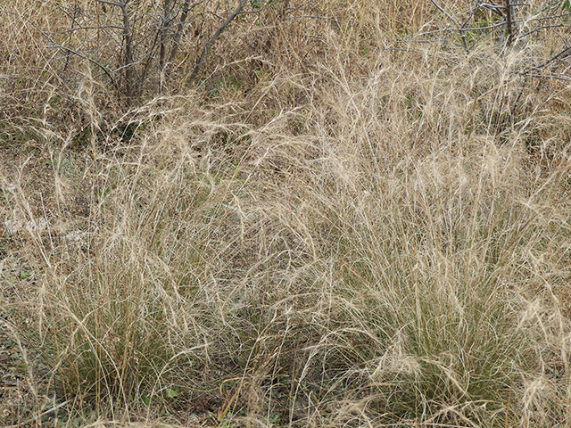 Aristida purpurea var. nealleyi (Blue threeawn) #89339