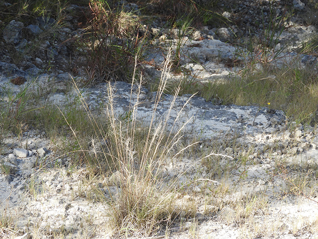 Aristida purpurea var. nealleyi (Blue threeawn) #89340