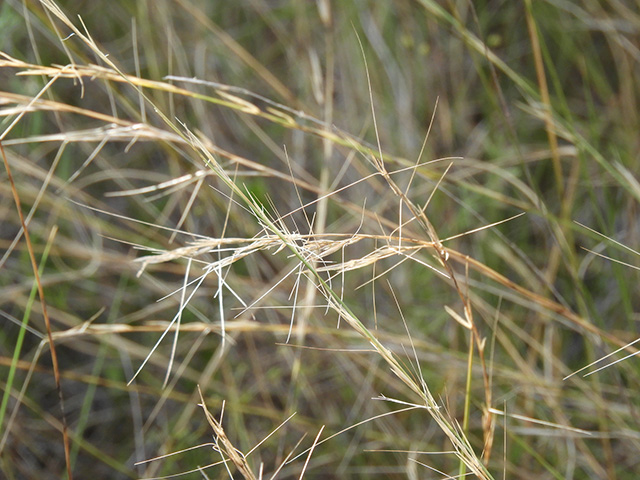 Aristida purpurea var. nealleyi (Blue threeawn) #89343