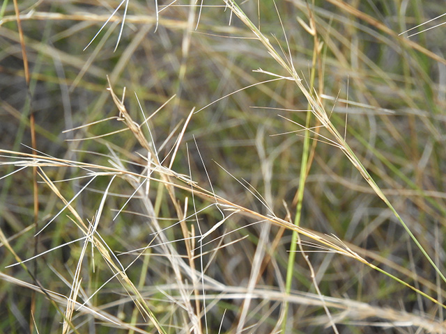 Aristida purpurea var. nealleyi (Blue threeawn) #89344