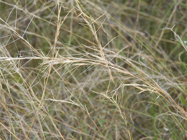 Aristida purpurea var. nealleyi (Blue threeawn) #89345