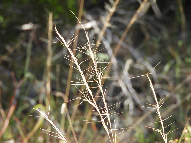 Aristida purpurea var. nealleyi (Blue threeawn) #89346