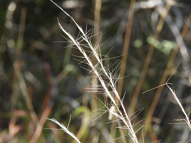 Aristida purpurea var. nealleyi (Blue threeawn) #89347