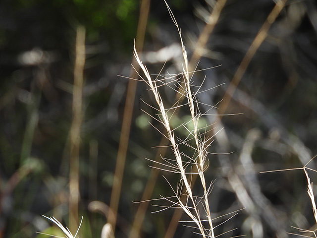 Aristida purpurea var. nealleyi (Blue threeawn) #89348