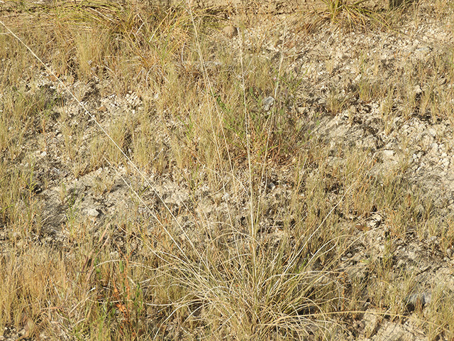 Aristida purpurea var. nealleyi (Blue threeawn) #89350