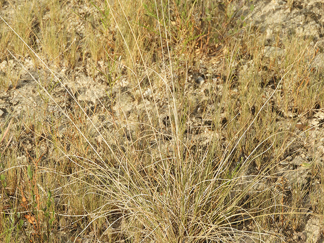 Aristida purpurea var. nealleyi (Blue threeawn) #89351