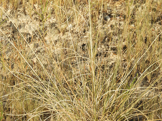 Aristida purpurea var. nealleyi (Blue threeawn) #89352