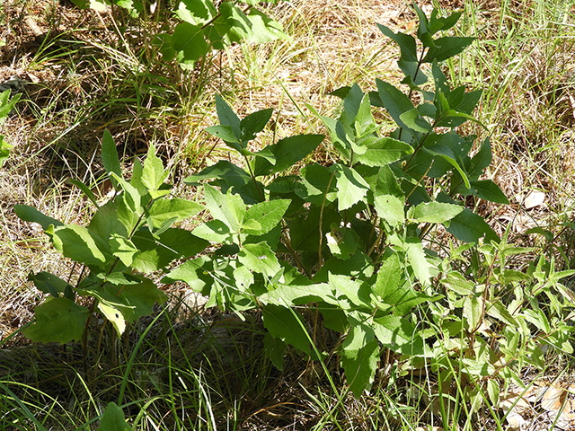 Verbesina lindheimeri (Lindheimer's crownbeard) #89523