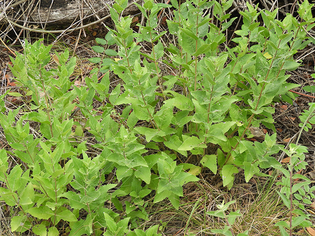 Verbesina lindheimeri (Lindheimer's crownbeard) #89524