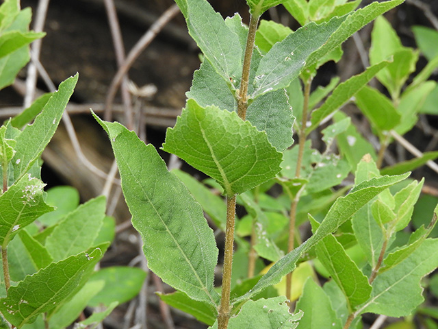 Verbesina lindheimeri (Lindheimer's crownbeard) #89527