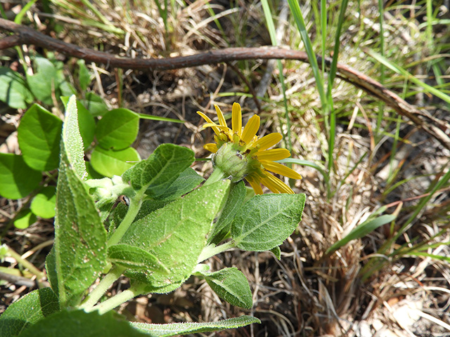 Verbesina lindheimeri (Lindheimer's crownbeard) #89529