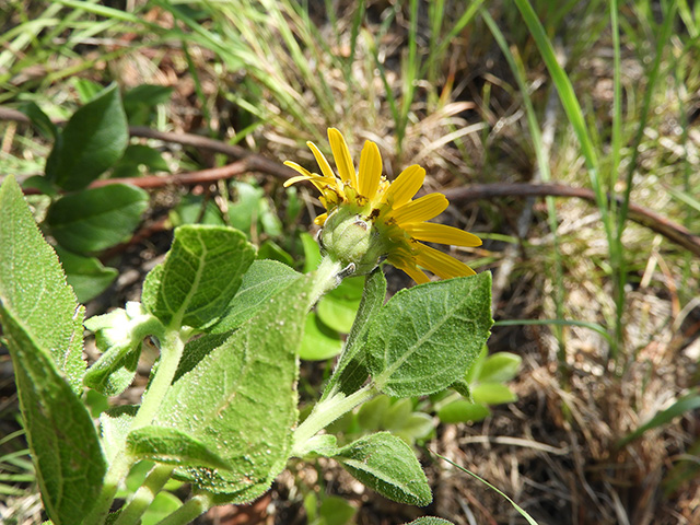 Verbesina lindheimeri (Lindheimer's crownbeard) #89530