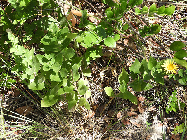 Verbesina lindheimeri (Lindheimer's crownbeard) #89531