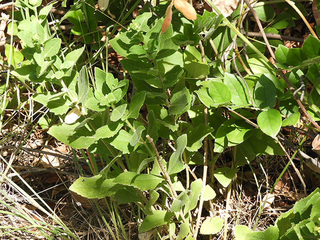 Verbesina lindheimeri (Lindheimer's crownbeard) #89532