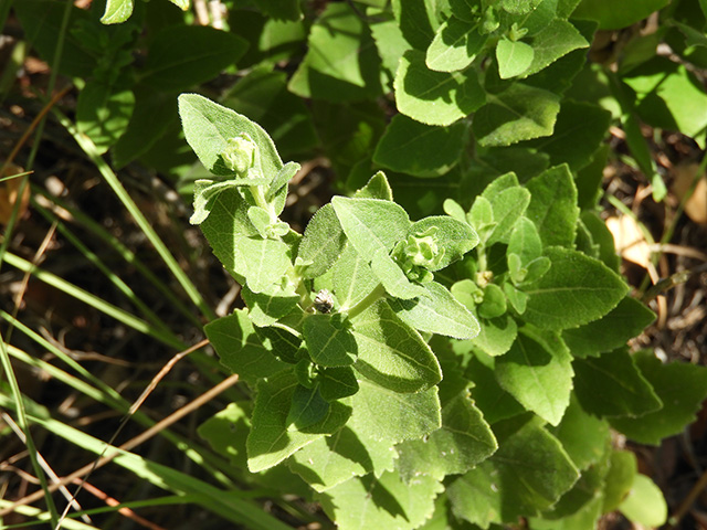 Verbesina lindheimeri (Lindheimer's crownbeard) #89533