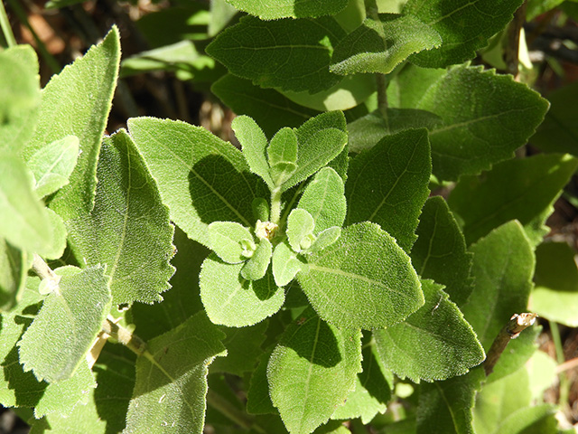 Verbesina lindheimeri (Lindheimer's crownbeard) #89534