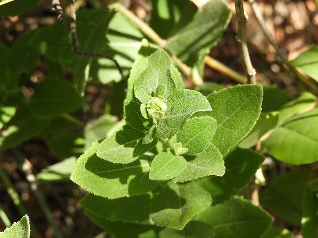 Verbesina lindheimeri (Lindheimer's crownbeard) #89535