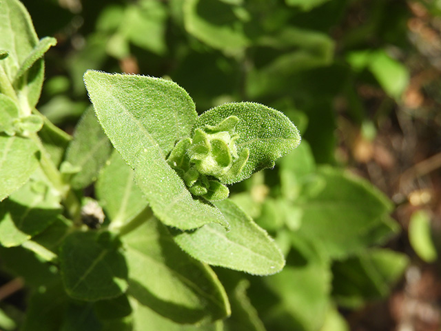 Verbesina lindheimeri (Lindheimer's crownbeard) #89536