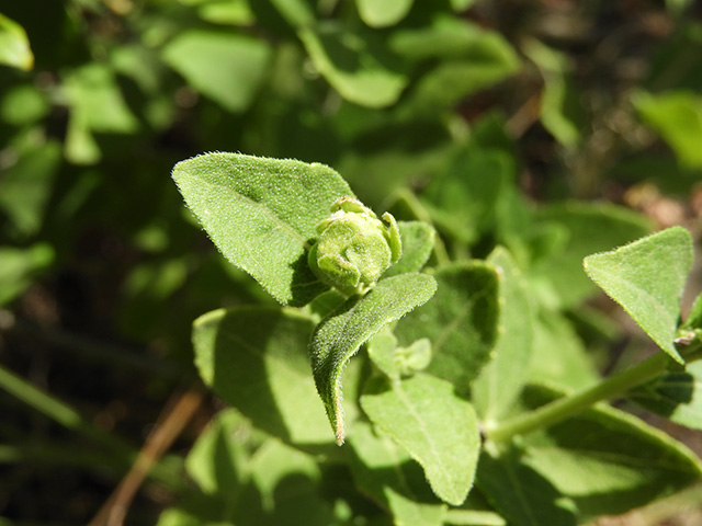 Verbesina lindheimeri (Lindheimer's crownbeard) #89537