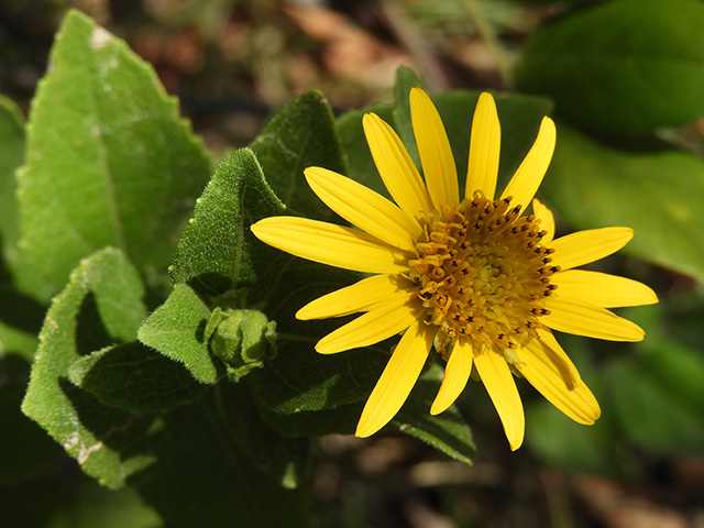 Verbesina lindheimeri (Lindheimer's crownbeard) #89539