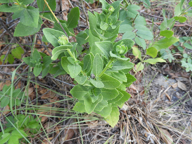 Verbesina lindheimeri (Lindheimer's crownbeard) #89540