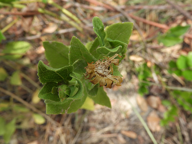 Verbesina lindheimeri (Lindheimer's crownbeard) #89541