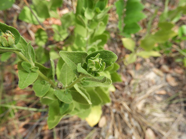 Verbesina lindheimeri (Lindheimer's crownbeard) #89542