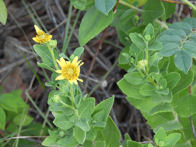 Verbesina lindheimeri (Lindheimer's crownbeard) #89543