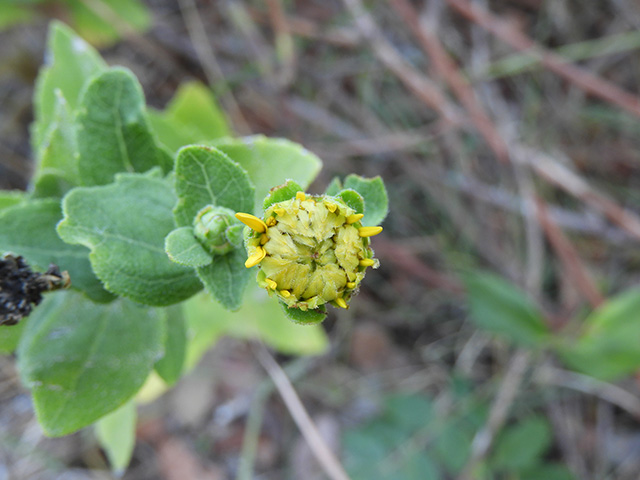 Verbesina lindheimeri (Lindheimer's crownbeard) #89544