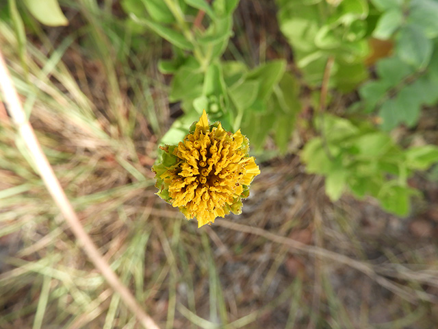 Verbesina lindheimeri (Lindheimer's crownbeard) #89545