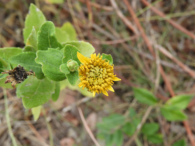 Verbesina lindheimeri (Lindheimer's crownbeard) #89546